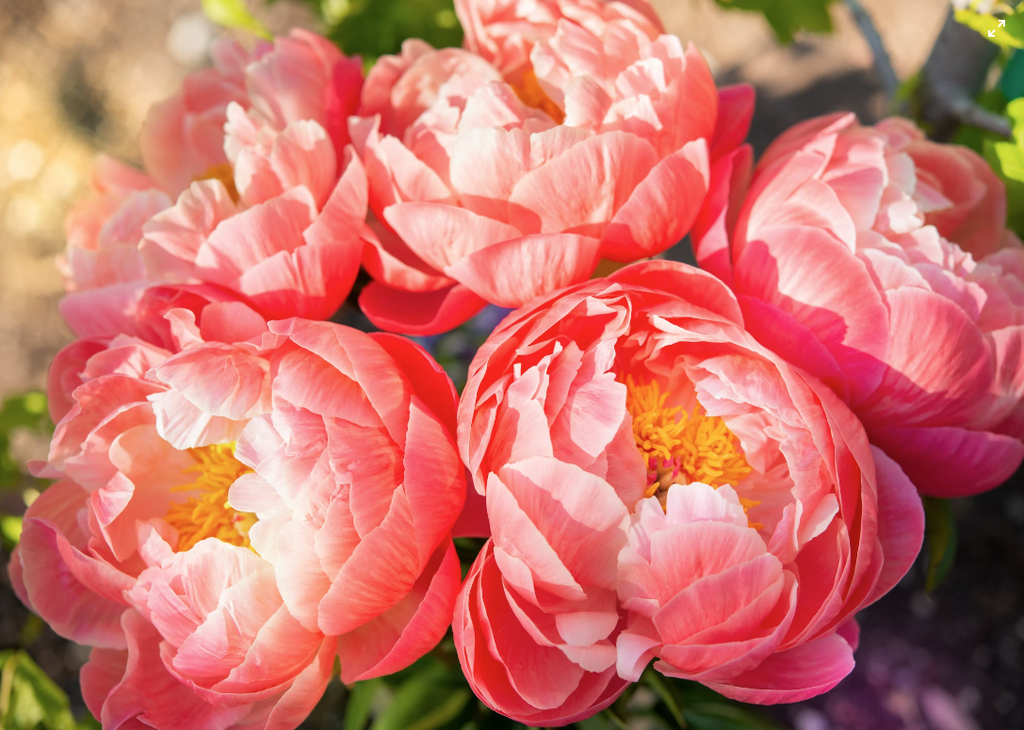 A Blooming Tapestry: Exploring the Beauty of Chinese Flowers