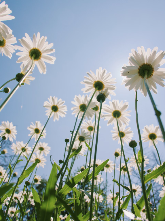 Daisy Flower Meaning & Symbolism: A Floral Tapestry Unveiled through Bouquet Delivery and Rose Bouquets