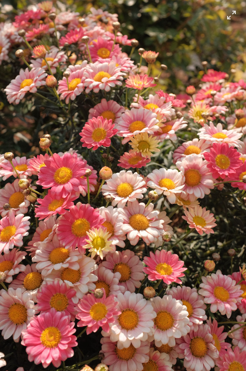 The Language of Flowers in Every Bouquet