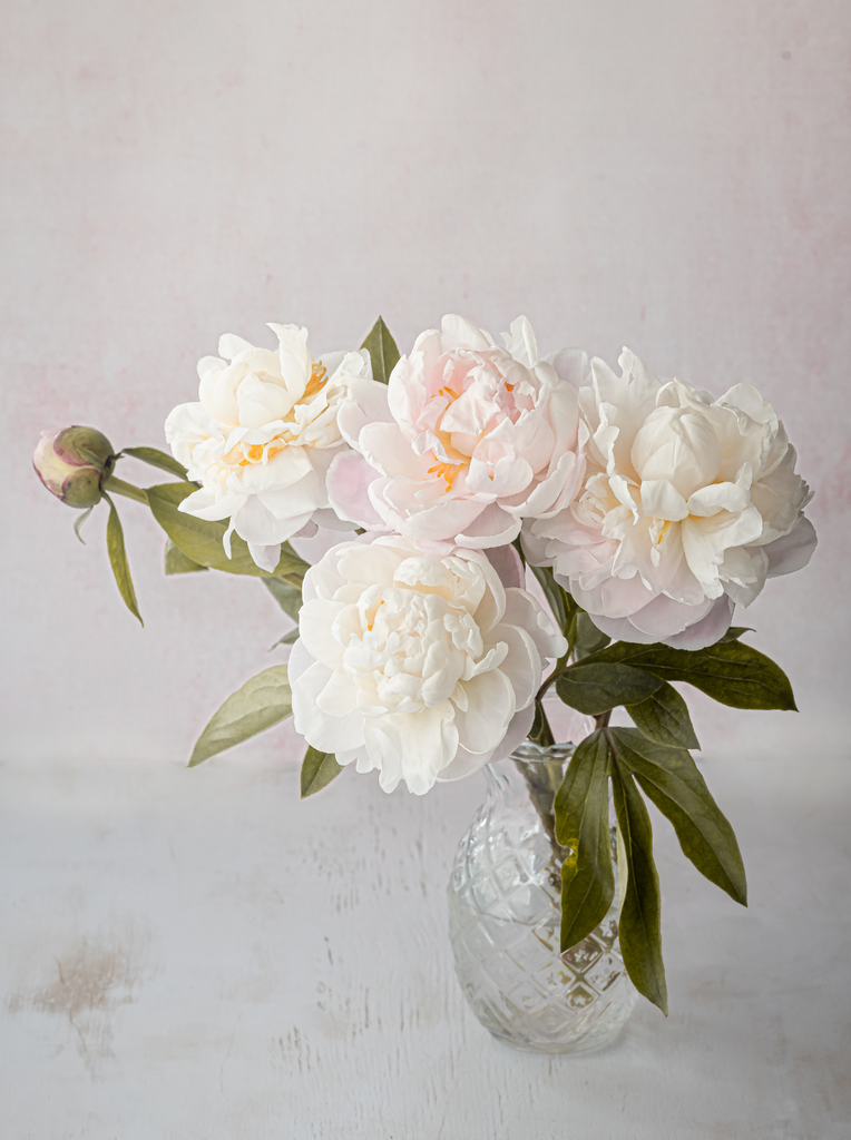 Peonies: The Queen of Spring Blooms