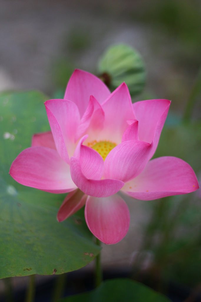 Best Flowers for Loy Krathong & November Celebrations