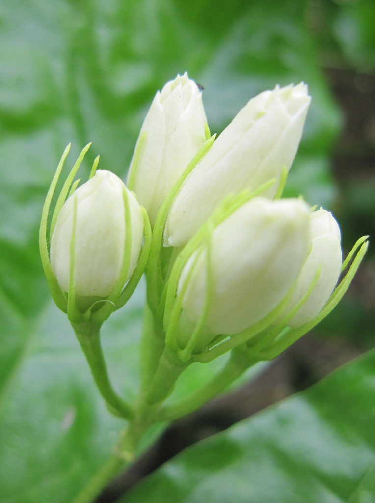 The Meaning of Jasmine Flowers and Thai Mother's Day