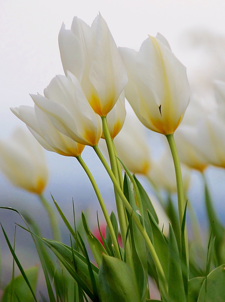 The Meaning of White Tulips