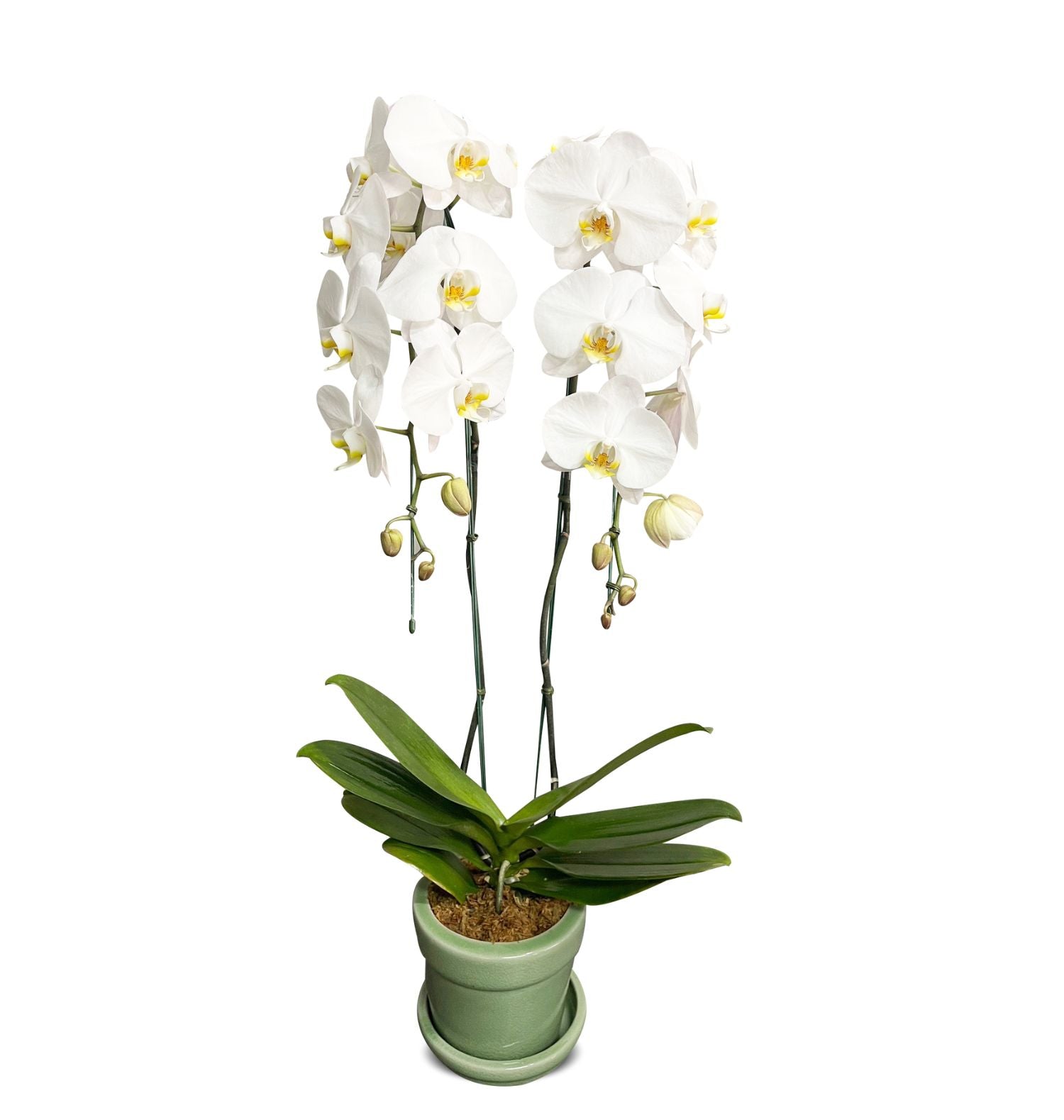 Phalaenopsis 2 plants (White) (ฟาแลนขาว 2 ต้น) - Phuket