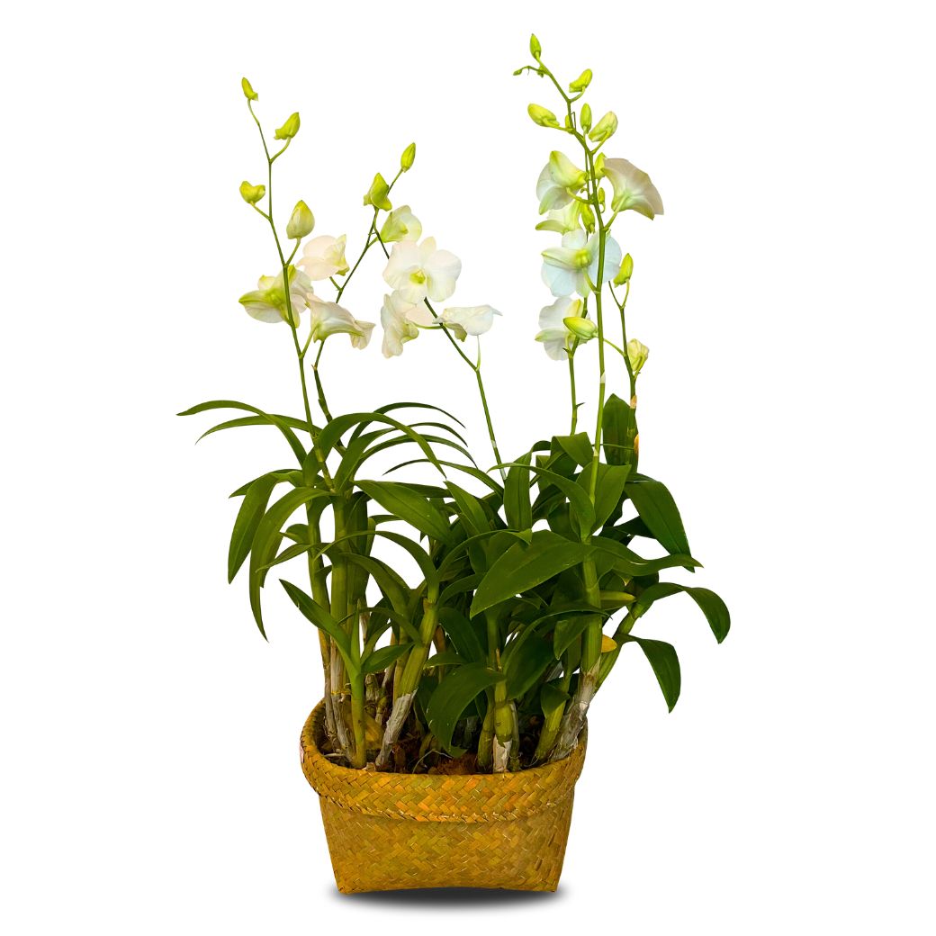 White Dendrobium (กล้วยไม้หวายขาว) - Phuket
